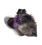 番犬テツ（個別スタンプ：1）