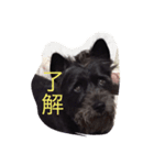 番犬テツ（個別スタンプ：2）