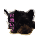 番犬テツ（個別スタンプ：3）