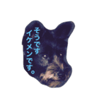 番犬テツ（個別スタンプ：6）