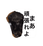 番犬テツ（個別スタンプ：7）