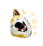 inugoku（個別スタンプ：4）