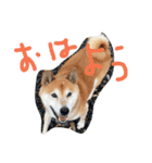 inugoku（個別スタンプ：5）