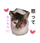 我が家のにゃーpartにゃー（個別スタンプ：1）