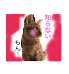 我が家のにゃーpartにゃー（個別スタンプ：3）