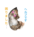 我が家のにゃーpartにゃー（個別スタンプ：5）