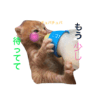 我が家のにゃーpartにゃー（個別スタンプ：7）
