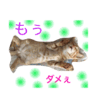 我が家のにゃーpartにゃー（個別スタンプ：8）