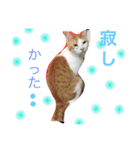 我が家のにゃーpartにゃー（個別スタンプ：11）