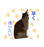 我が家のにゃーpartにゃー（個別スタンプ：12）