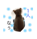 我が家のにゃーpartにゃー（個別スタンプ：13）