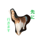 我が家のにゃーpartにゃー（個別スタンプ：14）