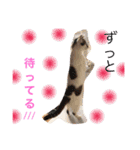 我が家のにゃーpartにゃー（個別スタンプ：16）