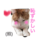 我が家のにゃーpartにゃー（個別スタンプ：19）