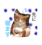 我が家のにゃーpartにゃー（個別スタンプ：23）
