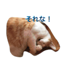 我が家のにゃーpartにゃー（個別スタンプ：25）