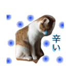 我が家のにゃーpartにゃー（個別スタンプ：26）