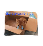 我が家のにゃーpartにゃー（個別スタンプ：27）