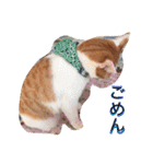 我が家のにゃーpartにゃー（個別スタンプ：29）
