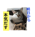 我が家のにゃーpartにゃー（個別スタンプ：30）