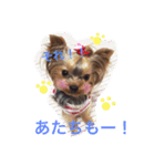 ヨーキー★ちょこでち（個別スタンプ：1）