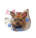 ヨーキー★ちょこでち（個別スタンプ：2）