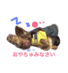 ヨーキー★ちょこでち（個別スタンプ：3）