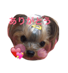 ヨーキー★ちょこでち（個別スタンプ：4）