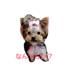 ヨーキー★ちょこでち（個別スタンプ：5）