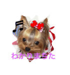 ヨーキー★ちょこでち（個別スタンプ：6）