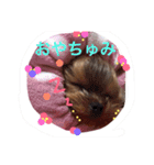 ヨーキー★ちょこでち（個別スタンプ：8）