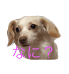 チワックス華ちゃんスタンプ（個別スタンプ：2）