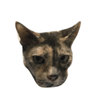 Tam Crazy Cat（個別スタンプ：2）