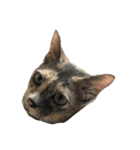 Tam Crazy Cat（個別スタンプ：3）