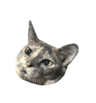 Tam Crazy Cat（個別スタンプ：4）