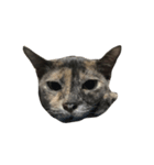 Tam Crazy Cat（個別スタンプ：5）