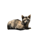 Tam Crazy Cat（個別スタンプ：6）