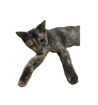 Tam Crazy Cat（個別スタンプ：7）