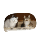 My  Sweet  Family（個別スタンプ：6）