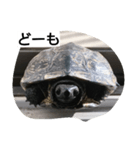亀ですが（個別スタンプ：1）