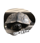 亀ですが（個別スタンプ：3）