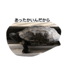 亀ですが（個別スタンプ：4）