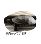 亀ですが（個別スタンプ：6）