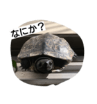 亀ですが（個別スタンプ：8）