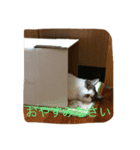 やんちゃ猫りんりん（個別スタンプ：1）