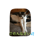 やんちゃ猫りんりん（個別スタンプ：2）