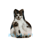 やんちゃ猫りんりん（個別スタンプ：4）