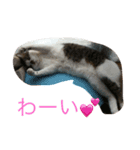 やんちゃ猫りんりん（個別スタンプ：5）