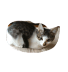 やんちゃ猫りんりん（個別スタンプ：6）