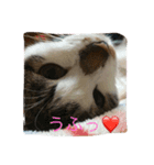 やんちゃ猫りんりん（個別スタンプ：7）